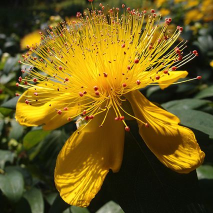 Millepertuis arbustif,
hypericum bicotemth,
Messanges Millepertuis arbustif,
hypericum bicotemth,
Messanges